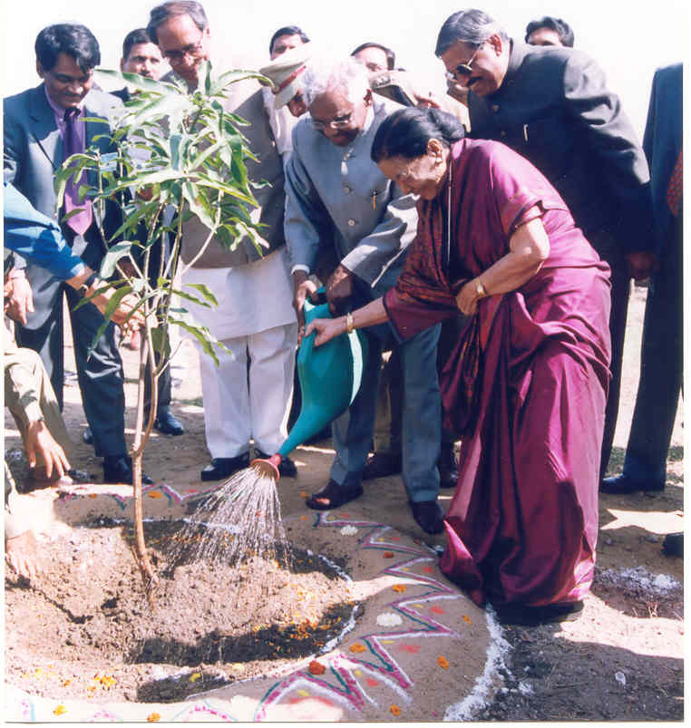 TREE K.R. NARAYAN.jpg (79929 bytes)